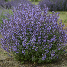 Mussinii faassenii, Nepeta Seeds